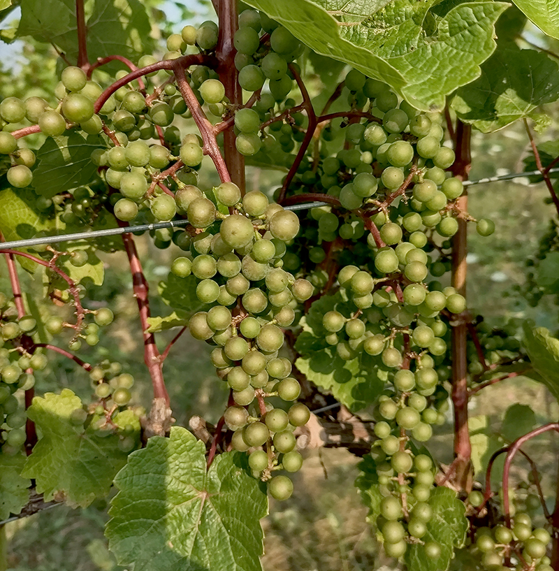 L&rsquo;Acadie blanc at the beginning of veraison.